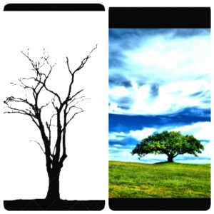 IMG_20150703_165450[1]